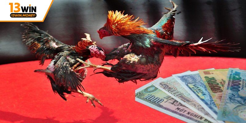 Cảnh giác khi cá cược đá gà ăn tiền thật