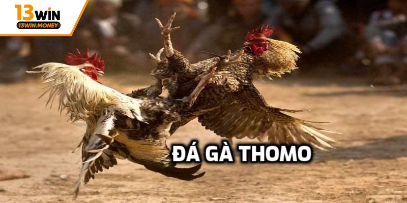 Đôi nét về hoạt động theo dõi đá gà Thomo