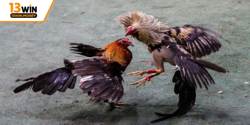 Xem đá gà Thomo an toàn cùng nhà cái 13win